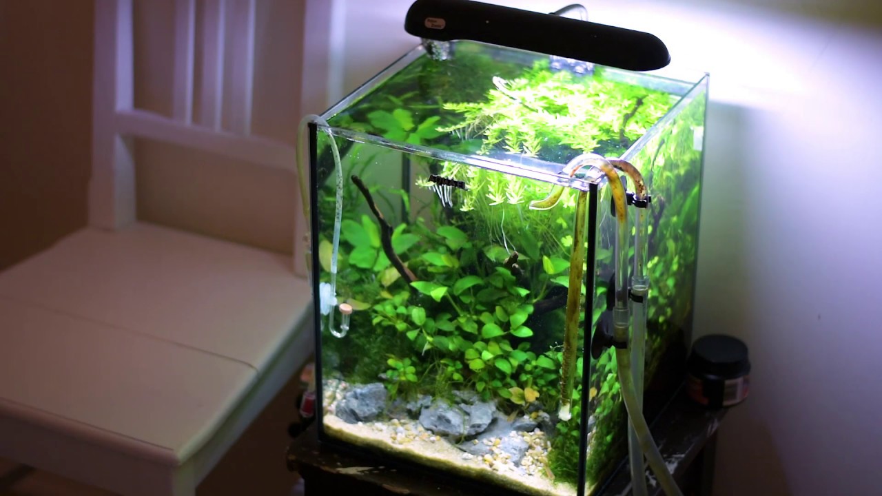 10 SFATURI SA ITI PREGATESTI ACVARIUL PENTRU ROMANIAN AQUASCAPING ...